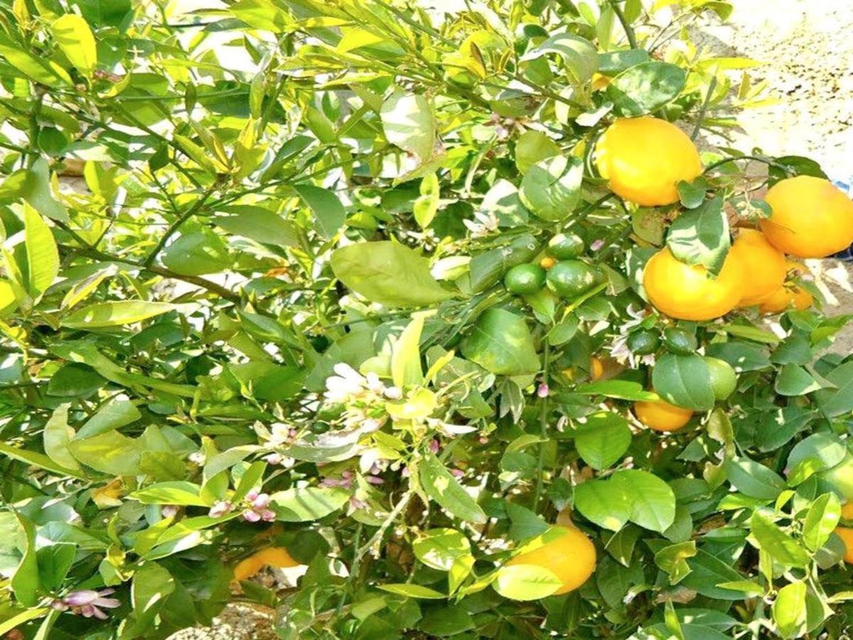 Villa Mira 波尔 外观 照片